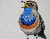 An original drawing - Luscinia svecica, a blue nightingale