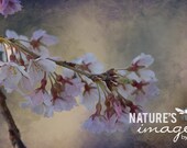 Nature Photograph, Flower photography, Pink Cherry Blossoms, fine art print, gift under 50, photography wall art, home decor, 8x12 print