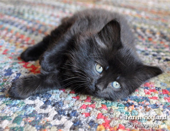 Black Kitten blank notecards - set of 5