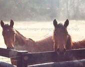 Horses in Morning Mist 8x10 photograph