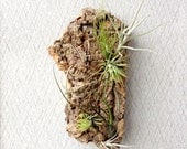 Wall Garden: Air Plants on Sustainable Virgin Cork Bark