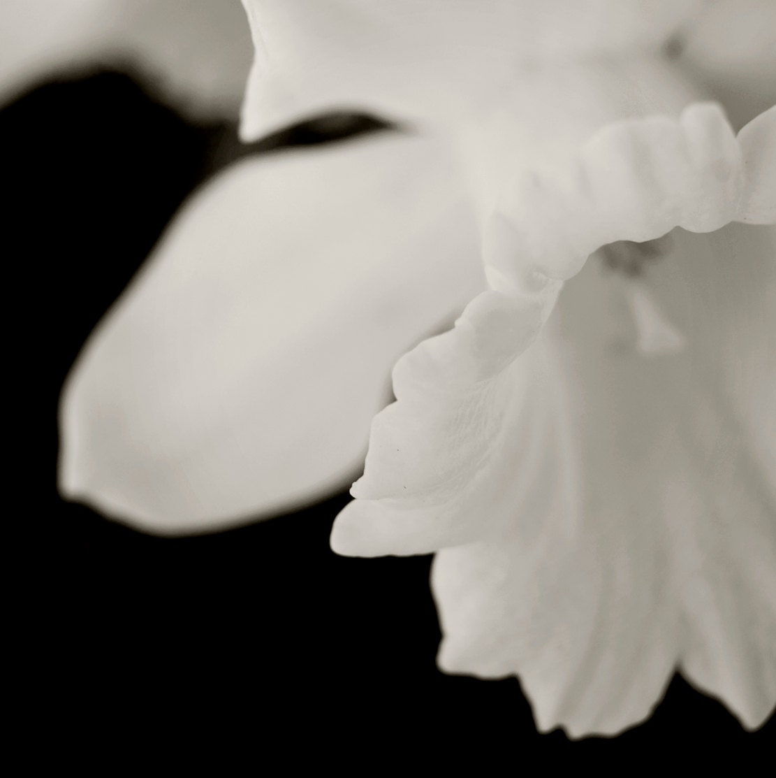 Narcissus,  Daffodil  8x8  black and white photograph, print, close up, modern, minimalist, home decor, abstract cool tones