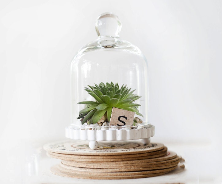 Miniature Wonderland Cloche Bell Jar Terrarium Kit