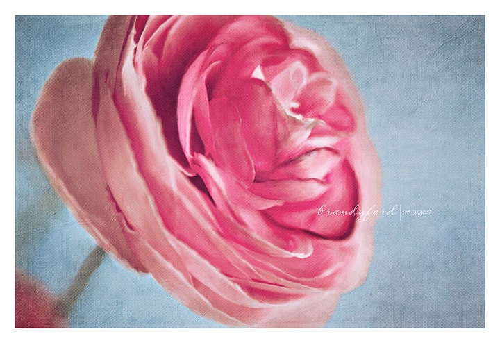 Pink Floral Photo, Spring, Ranunculus, Digital painting, blues, Flower, Fine Art Print, 8x12, Fpoe