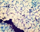 Hydrangeas - 8x10 photograph - fine art print - nature - nursery art - spring home decor