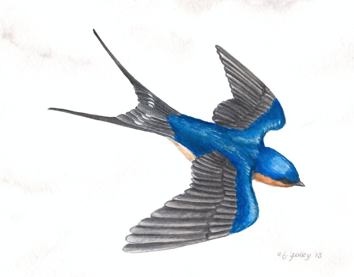 Original Bird Painting, Barn Swallow Watercolor, Barn Swallow in Flight, Wildlife Fine Art, Bird Art, Flying Bird Painting, Blue 8" X 10"