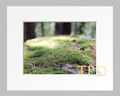 Zen Photography Art, Macro Shot of Mossy Forest Floor, Matted and Ready to be Framed to 11x14