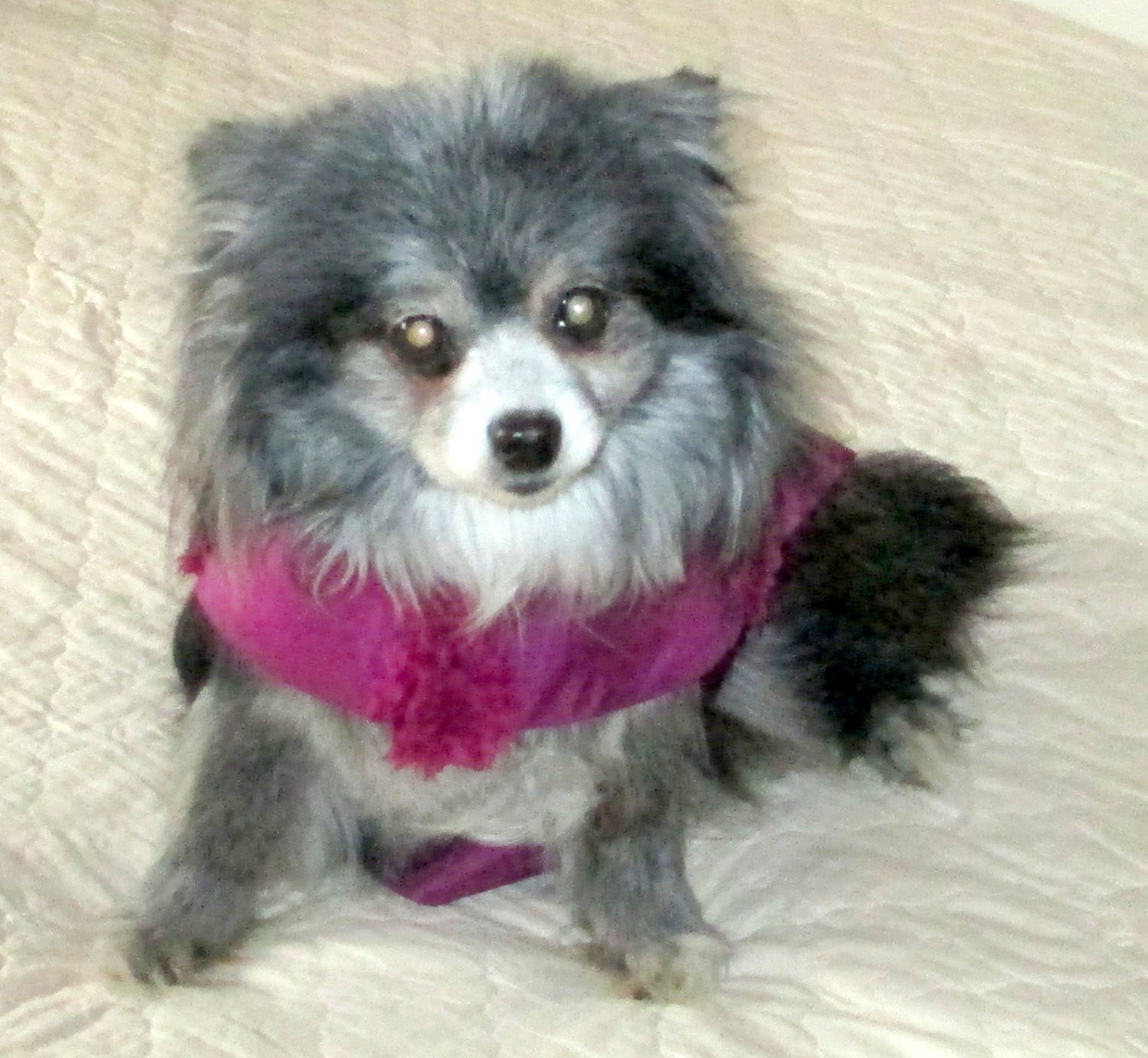 Berry Party Dress for Little Dogs or Cats - Made to Order Taffeta with Shabby Chic Rose Trim