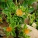 Succulent yellow flower Ice Plant