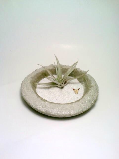 Air Plant Holder, Zen Garden, Desert Garden, Skull, Tillandsia, Terrarium