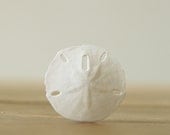 Sand Dollar Lapel Pin, Shell Boutonniere, Beach Wedding, White Sea Themed Wedding, Nautical, Island Destination Wedding, Informmal Relaxed