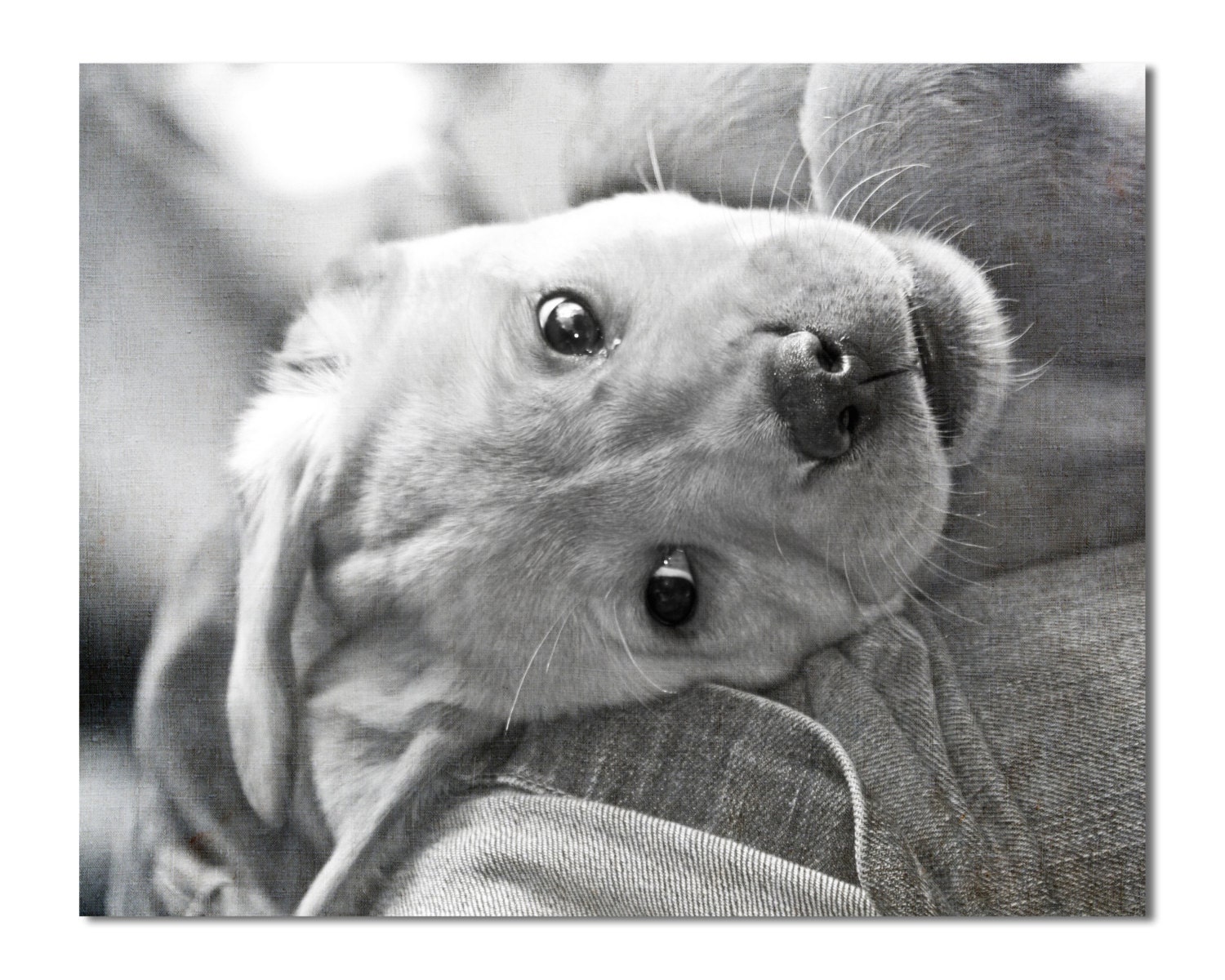 PUPPY PORTRAIT Animal Photography, Nursery Art, Kids