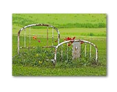 IRON FLOWER BED Landscape Photography, Farm, Cottage Chic, Fine Art