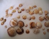Handpicked Scallop Sea Shells Fossils. Vintage Jewelbox Beige Cream Brown Sea Shells.