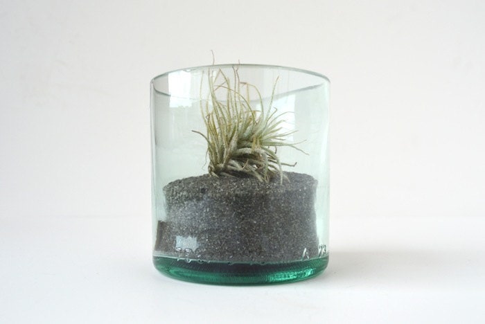 Recycled Wine Bottle Air Plant Terrarium