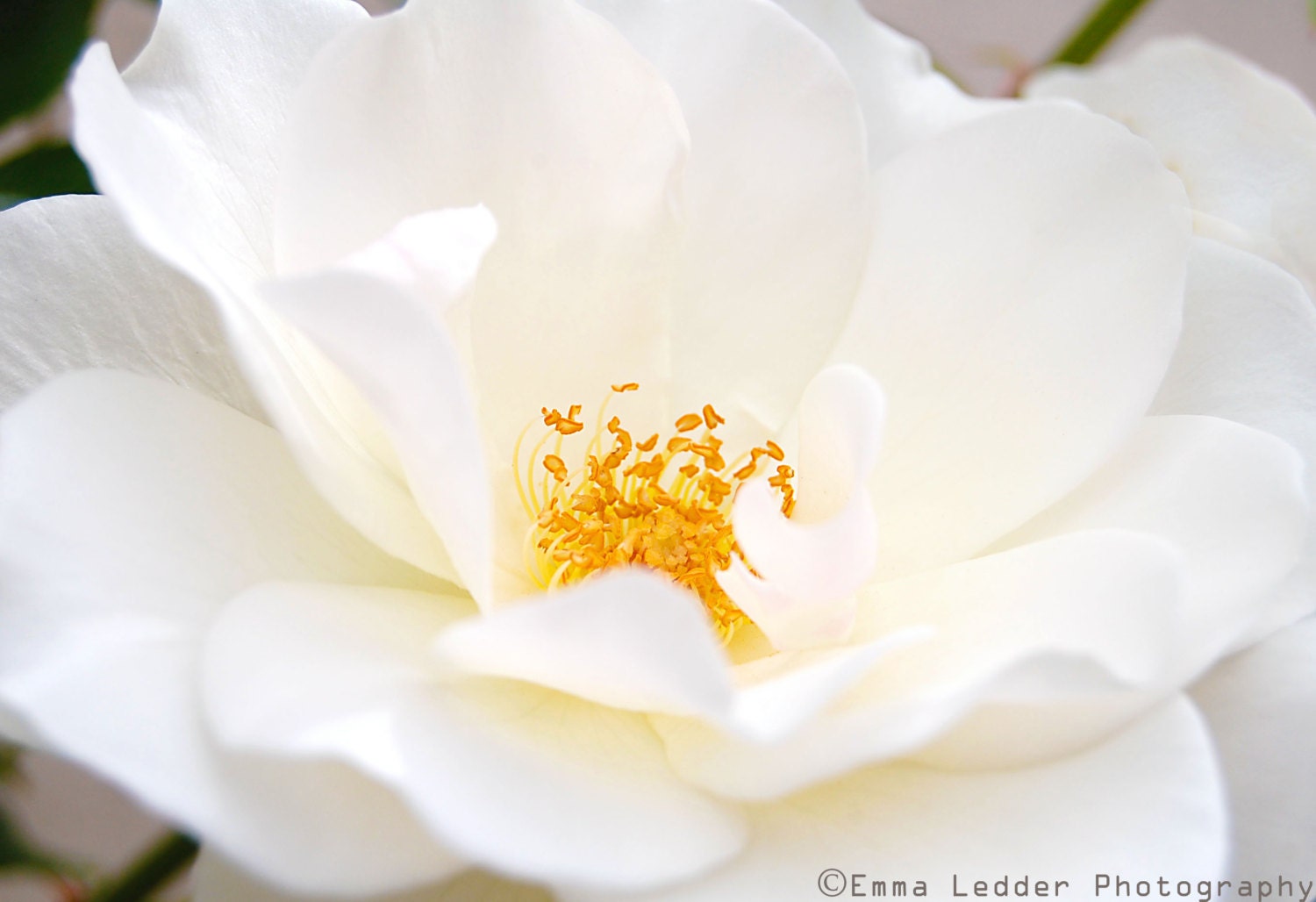 Fine Art Photography Print - Dreamy Rose,Nature photography,spring,white,soft,garden,summer,botanical,petals,romantic,digital,bridal,gift