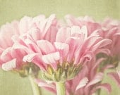 Pink Flower Photography - Download - Printable - Floral Art Print - Contemporary - Daisies - Summer Photography - Still Life
