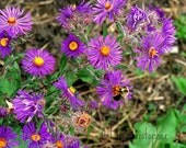 Buzy bee, Flowers, bug, insect, color, purple, spring, nature ,Home Decor, 8x10, fine art photography
