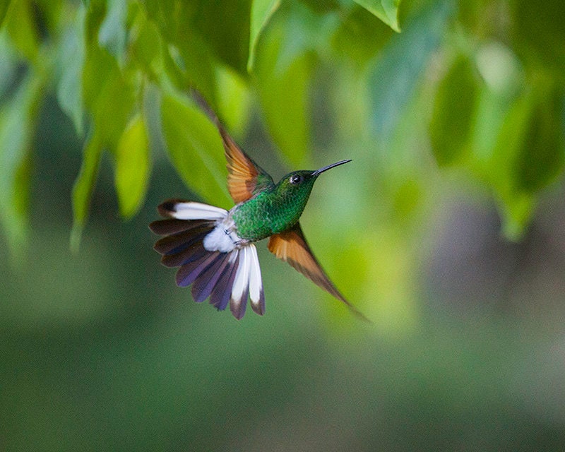 The Hummers No.5