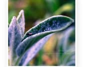 fly on Stachys leaf Photography 5x5 inch (13x13cm) Nature, Macro, Home Decor, Fine Art Photography Print