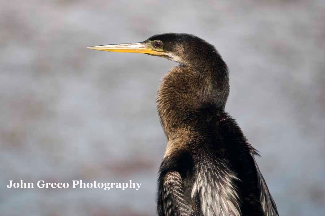 Anhinga