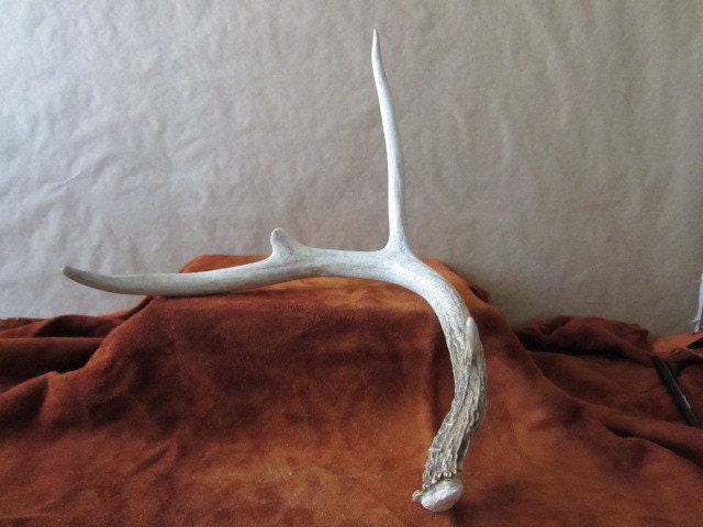 Natural Shed Shed Deer Antlers Taxidermy Antlers Antler Sheds Vintage Antlers Folk Art Home Decor Wall Antlers