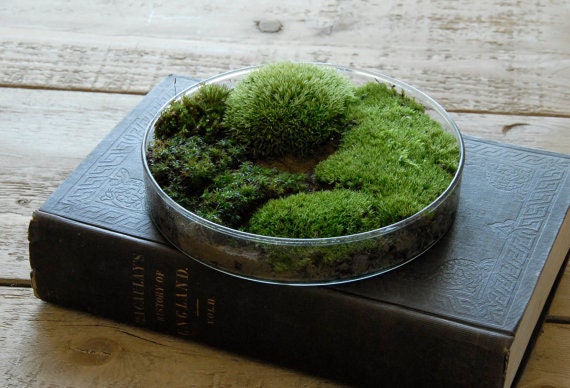 Moss Terrarium // Science Gift - Home Decor for Spring - Unique Mother's Day Gift