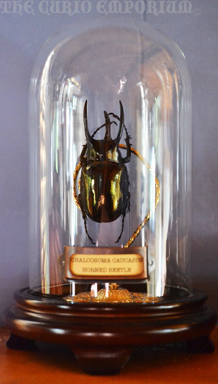 Chalcosoma Caucasus Horned Atlas Beetle Victorian-esque Dome Display STEAMPUNK SKU: ABDD