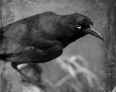 Bird Photography Black Raven Photo Crow Grackle Black and White Monochrome Dark Goth Wall Decor Ebony Grey Home Decor Print