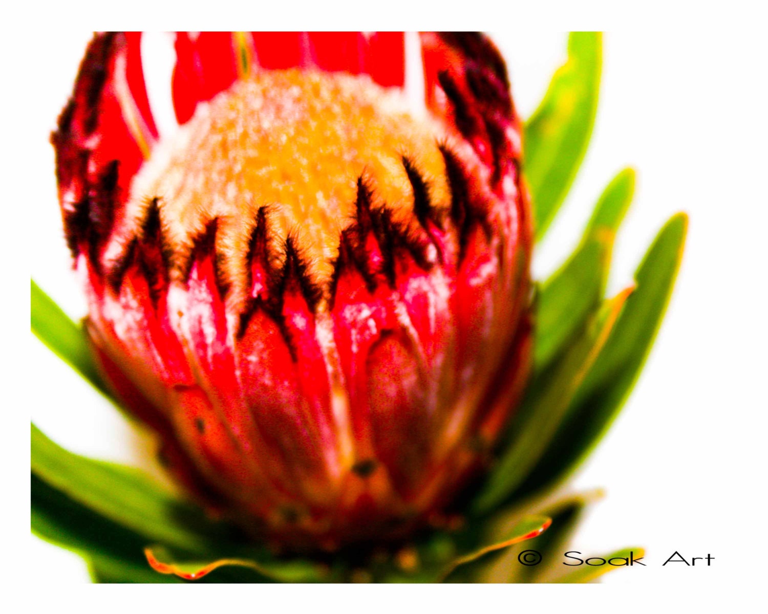 Hot Pink Protea Photo Print, Flower Close up, Macro Fine Art Print, Pink and Green, Monochromatic, 8x10, Still Life, Nature
