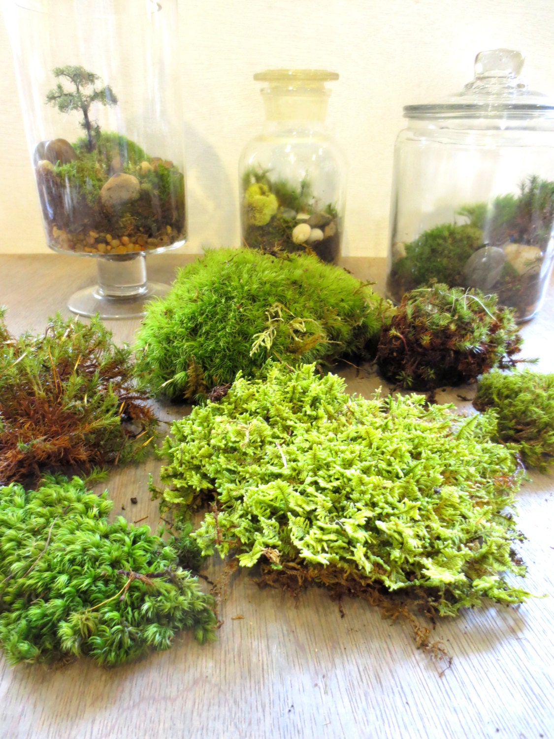Gimme Some Green....Moss Terrarium Contents DIY Terrarium Supply Live Moss Supply Layered Terrarium Supplies Live Moss Kit