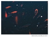Orange and Black Koi Fish in Black Pool of Water -- Fine Art Print, 5x7 Mounted Metallic Print, Home Decor