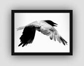 Print - The Raven - Print from an Original Watercolor