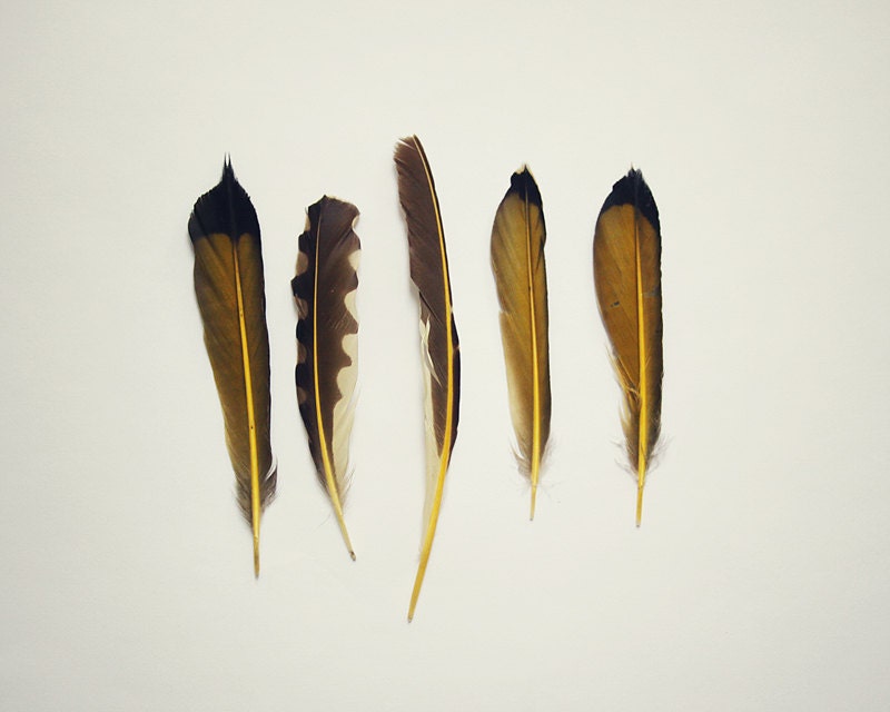 Golden Feathers - Fine Art 8x10 Photograph - Bird Photography - Still Life Yellow Flicker Feathers Set of 5 - sophiebrownehandmade