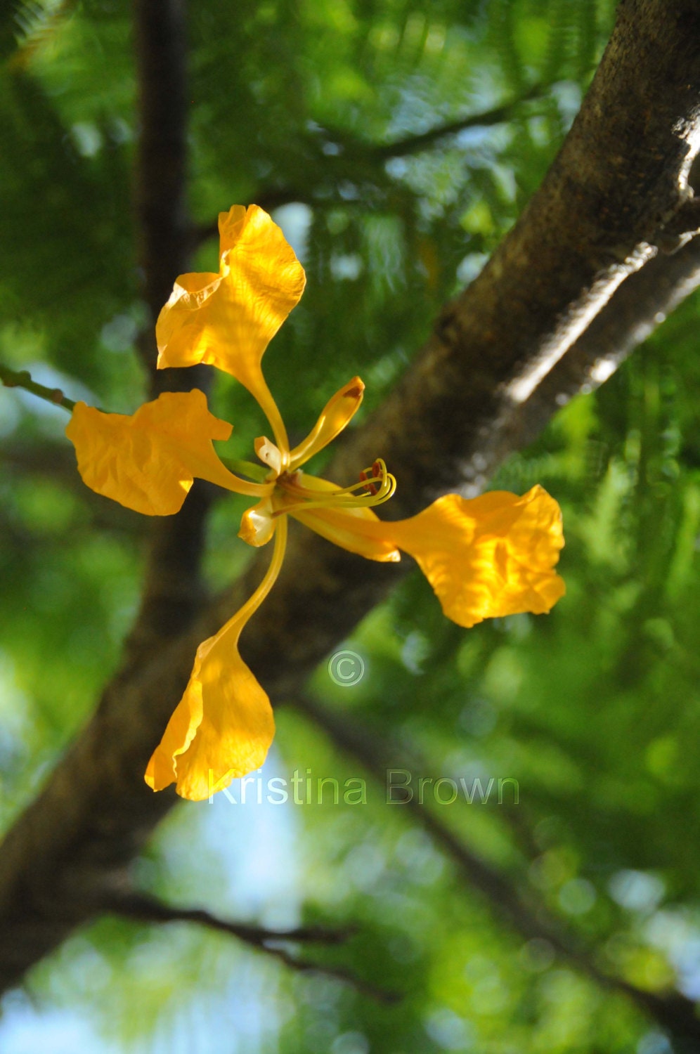 Nature Photography Yellow Flower Photo Plant Nature Print Hawaiian Flower Detail Petals Macro Art Print Photograph 8x12