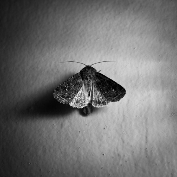 Moth on the Wall. Wallflower, Shadow. Square Macro Closeup. 8x8 Black and White Metallic Nature Photograph. Fine Art Photography. - DreamerFineArts