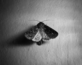 Moth on the Wall. Wallflower, Shadow. Square Macro Closeup. 8x8 Black and White Metallic Nature Photograph. Fine Art Photography. - DreamerFineArts