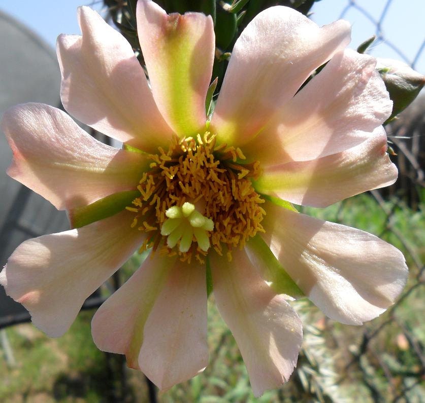 Cold Hardy Shrub Cactus, Beautiful Large Pinkish Cream Blooms