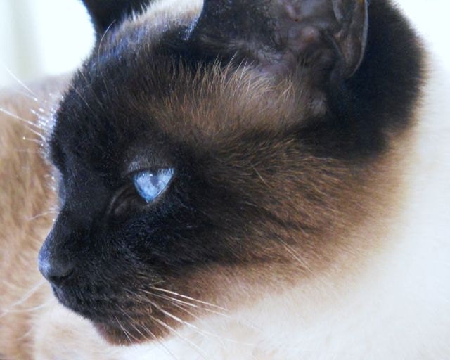 Siamese Cat - animal photograph - 8 x 10 photography - 25% off coupon code HAPPYSPRING