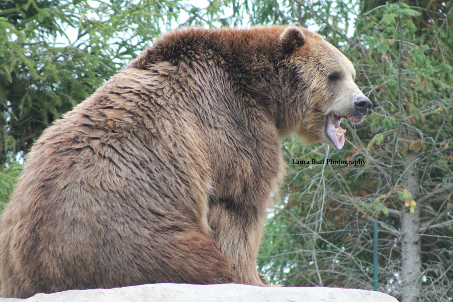 Brown Bear Photography, "Smile" 5X7
