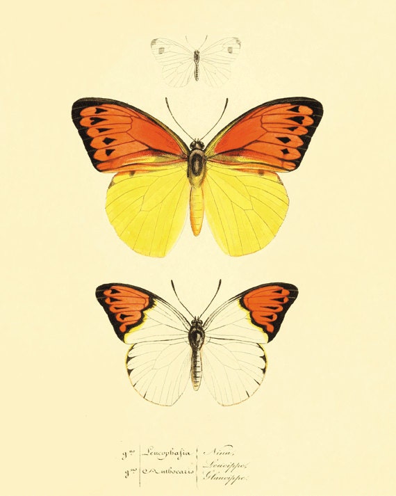 Orange butterfly Print Nature print Natural History old prints Home decor wall art 1800s Victorian art vintage prints 8x10 art print