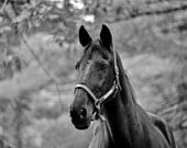 Nature Photography - Animals - Black Beauty - Horse in Black and White Fine Art Photograph - 11 x 14