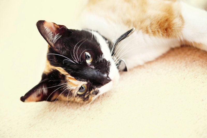 Pets photography cat portrait animal love photograph print 9x6 -  Photowhisper