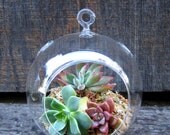 5"x6" Succulent Hanging Glass Terrarium