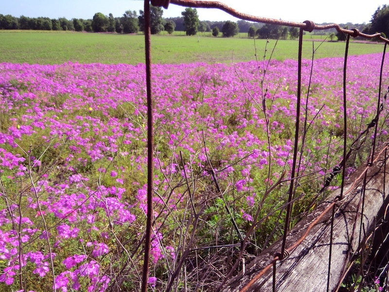 Landscape Photography, Nature Photography, Country, Field, Flowers, Pink, Art Print, Wall Decor, Farmhouse, Rustic