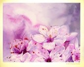 Cherry Bossom, Sakura, Hanami, 5x7, Giclee Print, Art Watercolor Painting by Suisai Genki, Pink, Pinky, Purple, Yellow, Brown, Cherry Tree