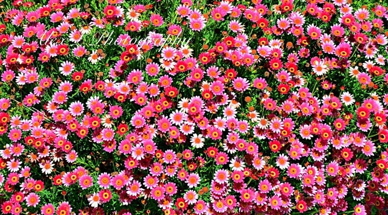 Flower Photography - Pink green photo spring wall art prints nature photography - 8x10 photography