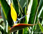 Birds of Paradise Photography - spring flower yellow blue aqua green floral botanical photo wall art prints, 5x7 Photography