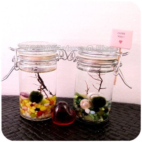 Twin Marimos Aquarium Gift Set - 2 Japanese Marimo Moss Balls Glass Terrarium Sea Coral Heart Gem Kit Birthday Wedding Favor Decor Gift