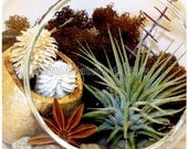 Tillandsia Air Plant Terrarium Kit - Hanging Glass Orb - Airplant Woodland Treasures Globe - Beach Birthday Decorations Housewarming Gift